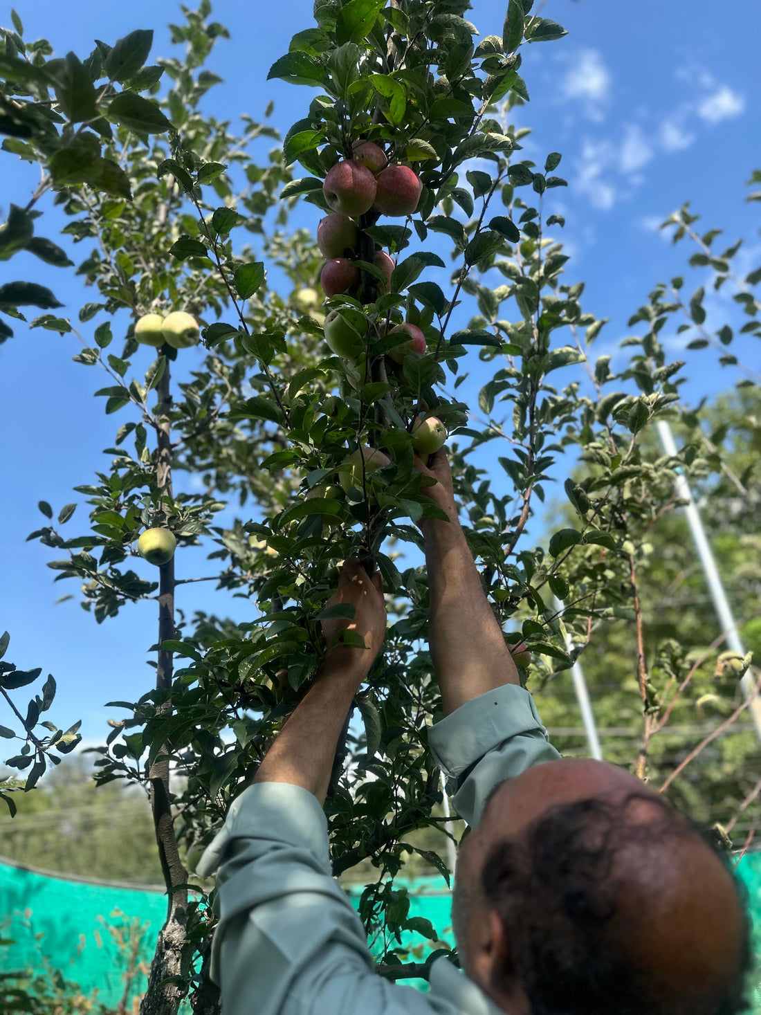 If You Haven’t Tried Kashmiri Apples, You’re Missing Out on Nature’s Candy