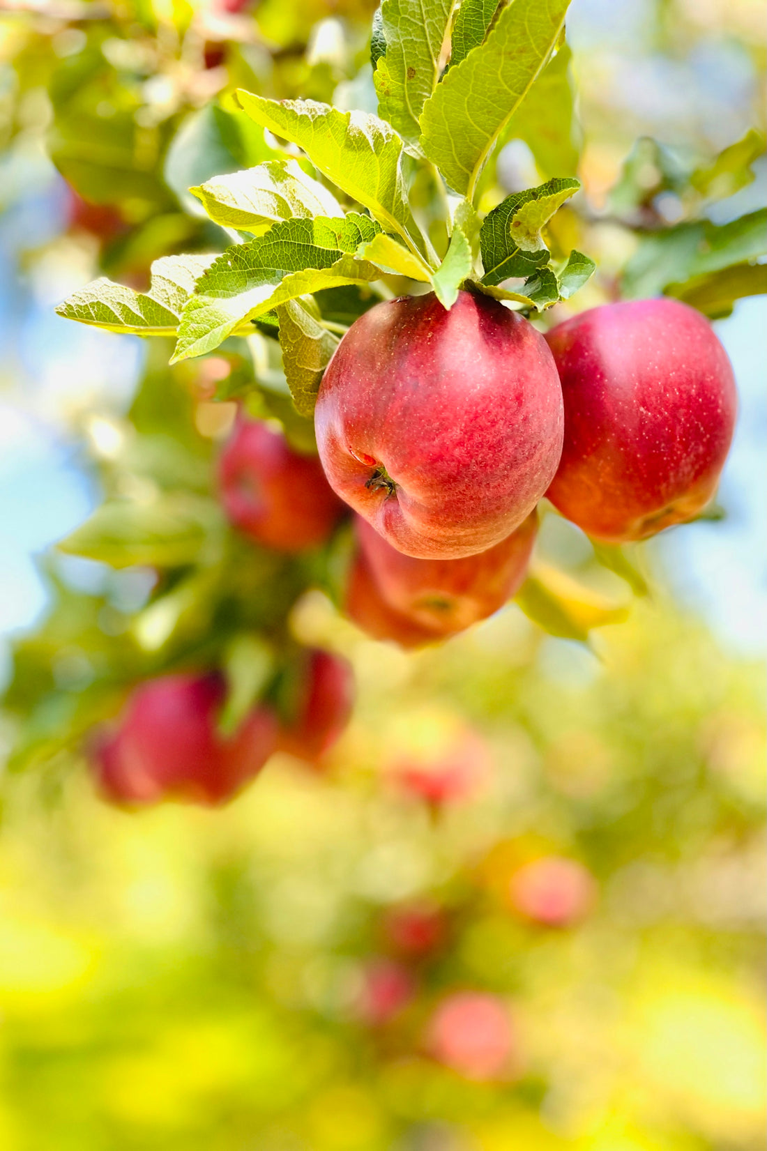 apples growing on a tree